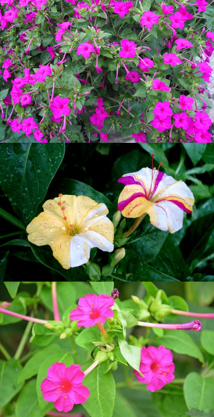 富满升 五彩紫茉莉花种子混色花种子籽阳台盆栽庭院围栏耐寒易活花卉