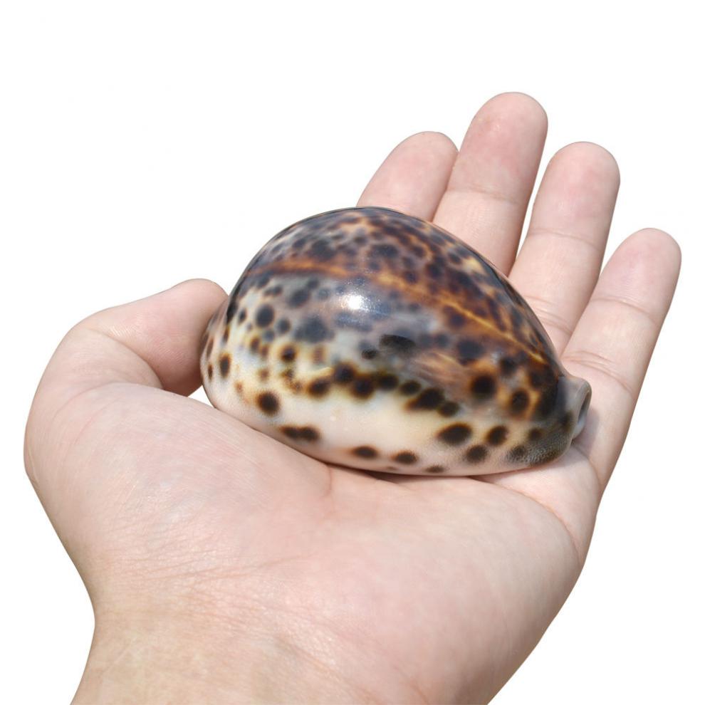 海螺贝壳天然虎斑贝水族鱼缸创意摆件礼物工艺饰品7cm天然虎斑贝
