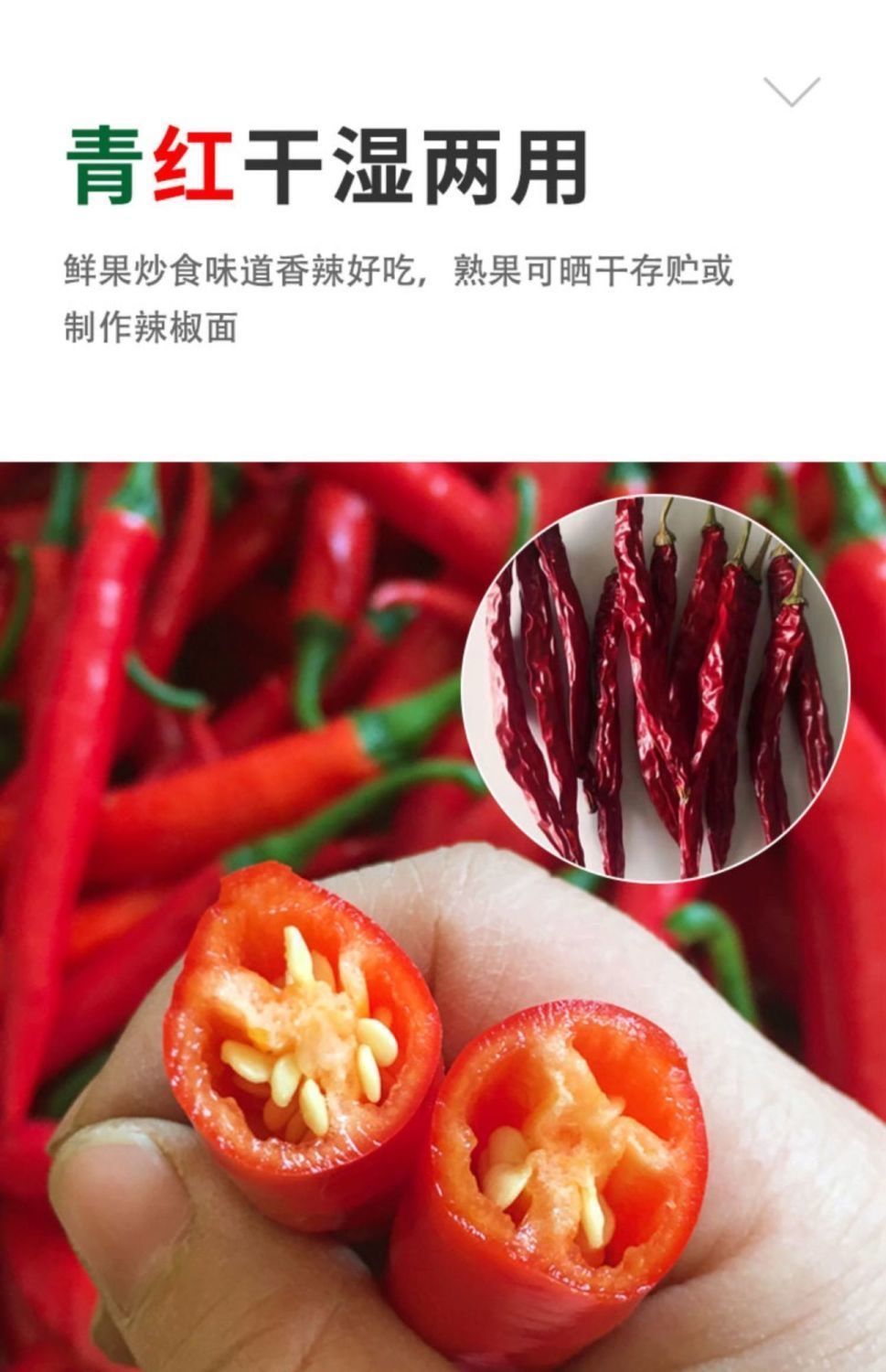 量大联系客服 精包装【3粒试种】 送肥 摘不败美人辣椒种子【香辣】