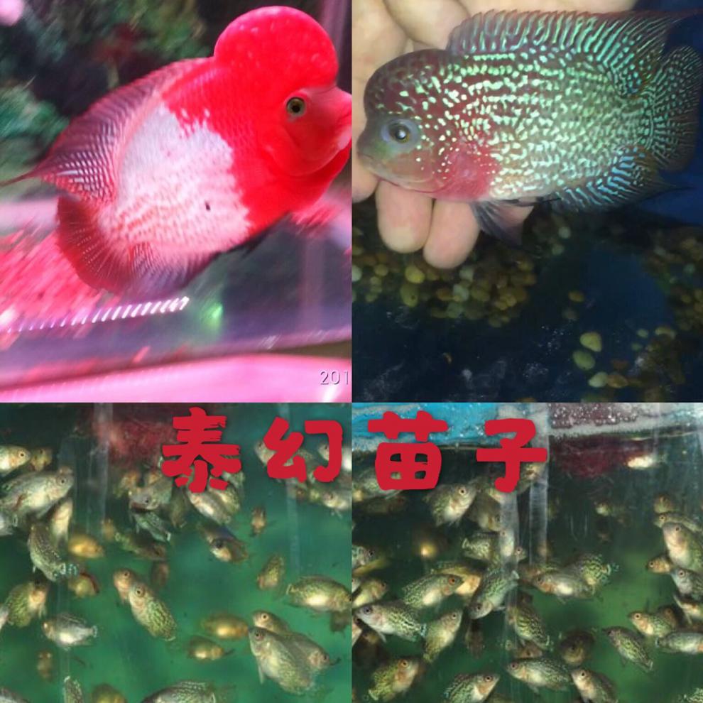 不二臣泰国进口观赏罗汉鱼泰金幻彩虹退沙红金花火凤蛇纹泰古典精品苗