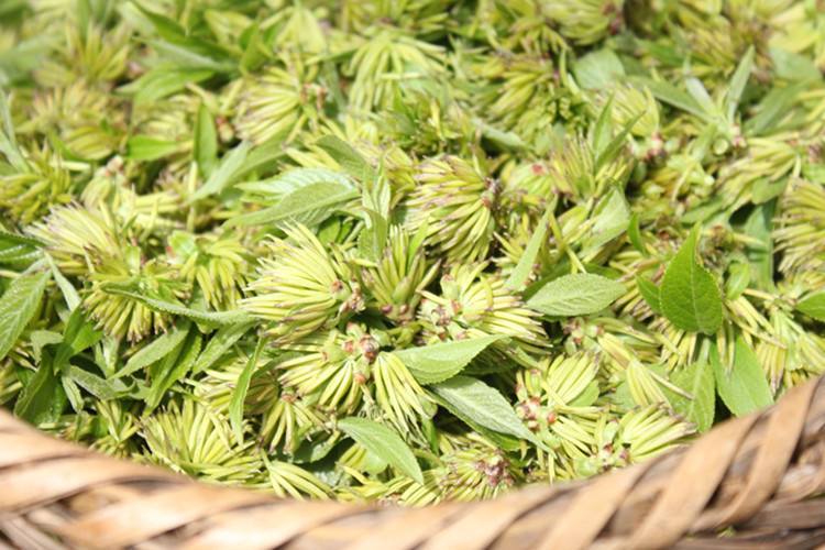 杞里香张家界野外生杜仲雄花100g50g特级杜仲花杜仲茶男性雄花养生茶
