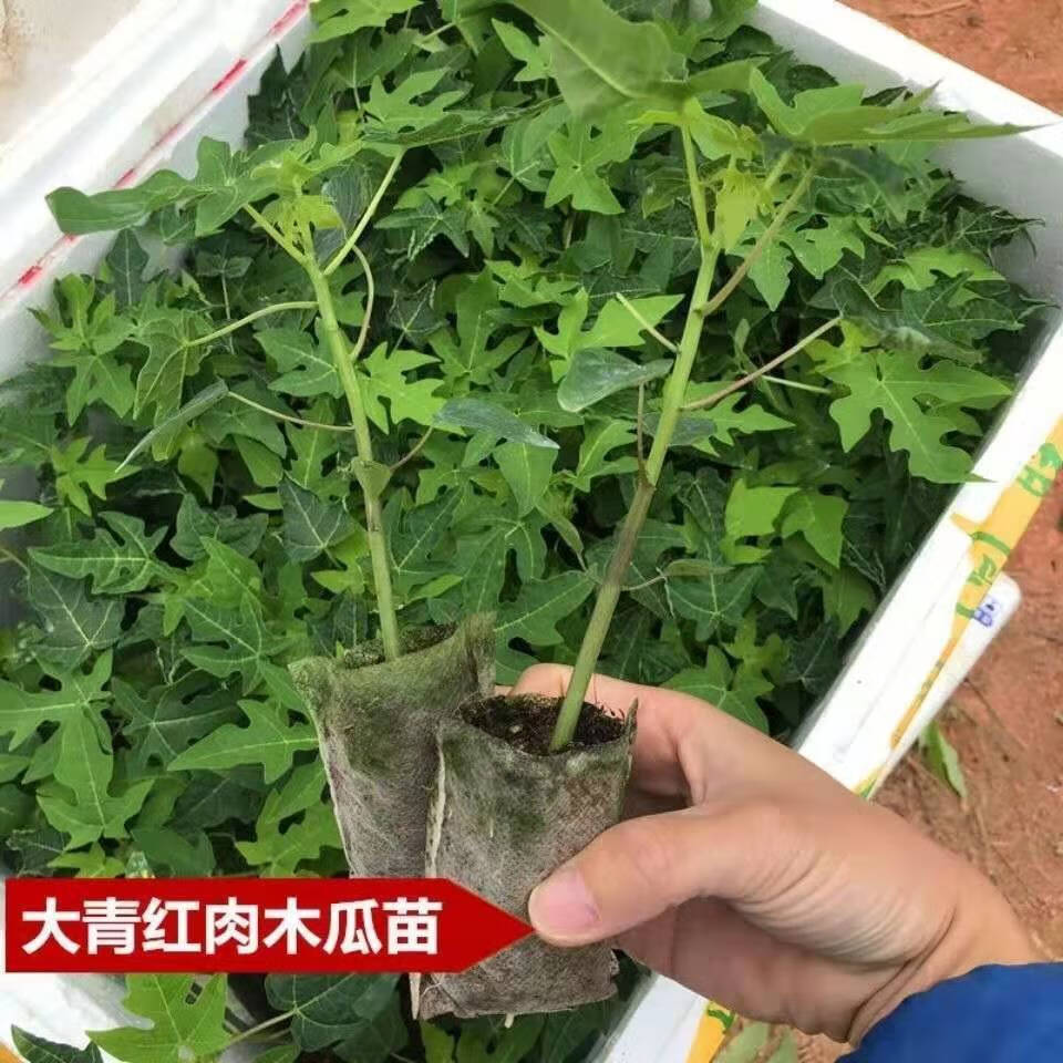 木瓜苗南方四季種植當年結果紅心水果苗海南冰糖牛奶大青黃金樹苗