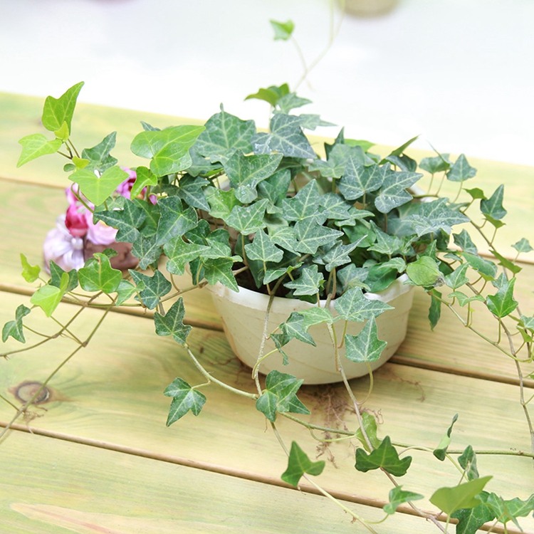 室內苗木室內盆栽花卉植物花卉盆栽土培水培吊蘭食用垂盆草吊蘭不含盆