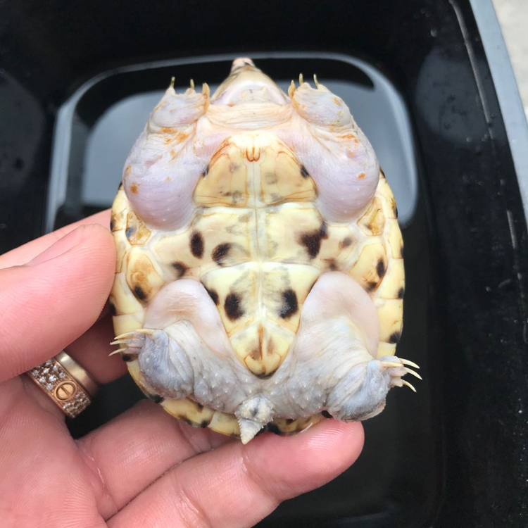 zxc2021墨西哥巨蛋白墨龟苗鱼缸观赏龟反头纹墨蛋龟活体大型深水乌龟