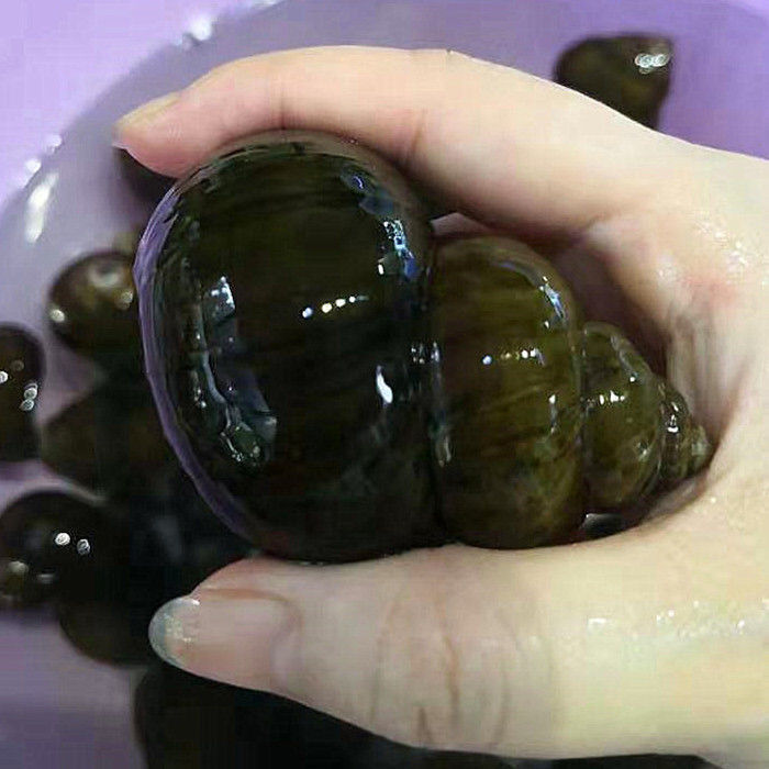 冷藏发货大田螺新鲜生螺蛳塞肉新鲜大田螺肉活体十字丽日3斤大田螺