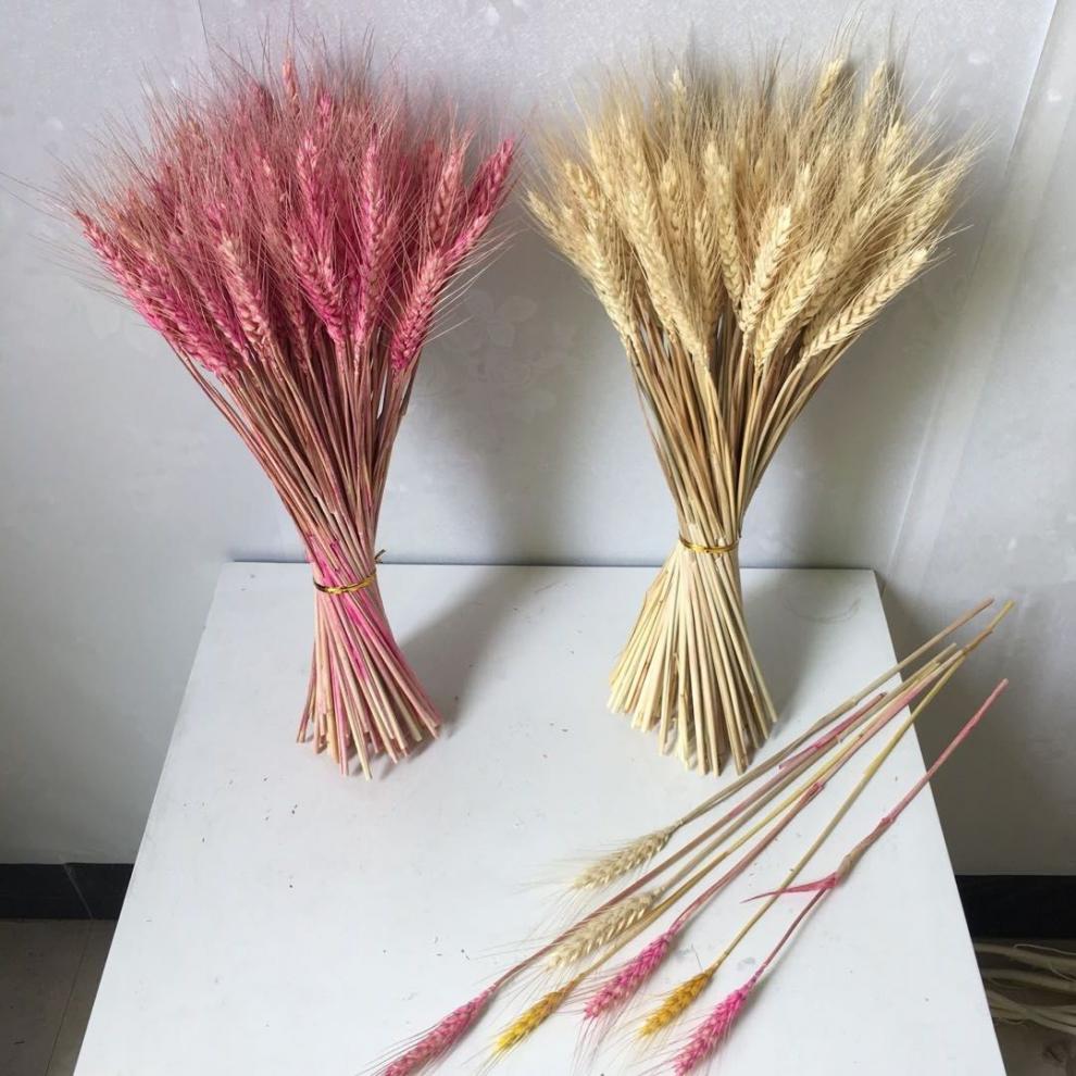 迎新必备天然麦穗干花花束开业大麦客厅田园装饰摆件瓶插花真花干艺术