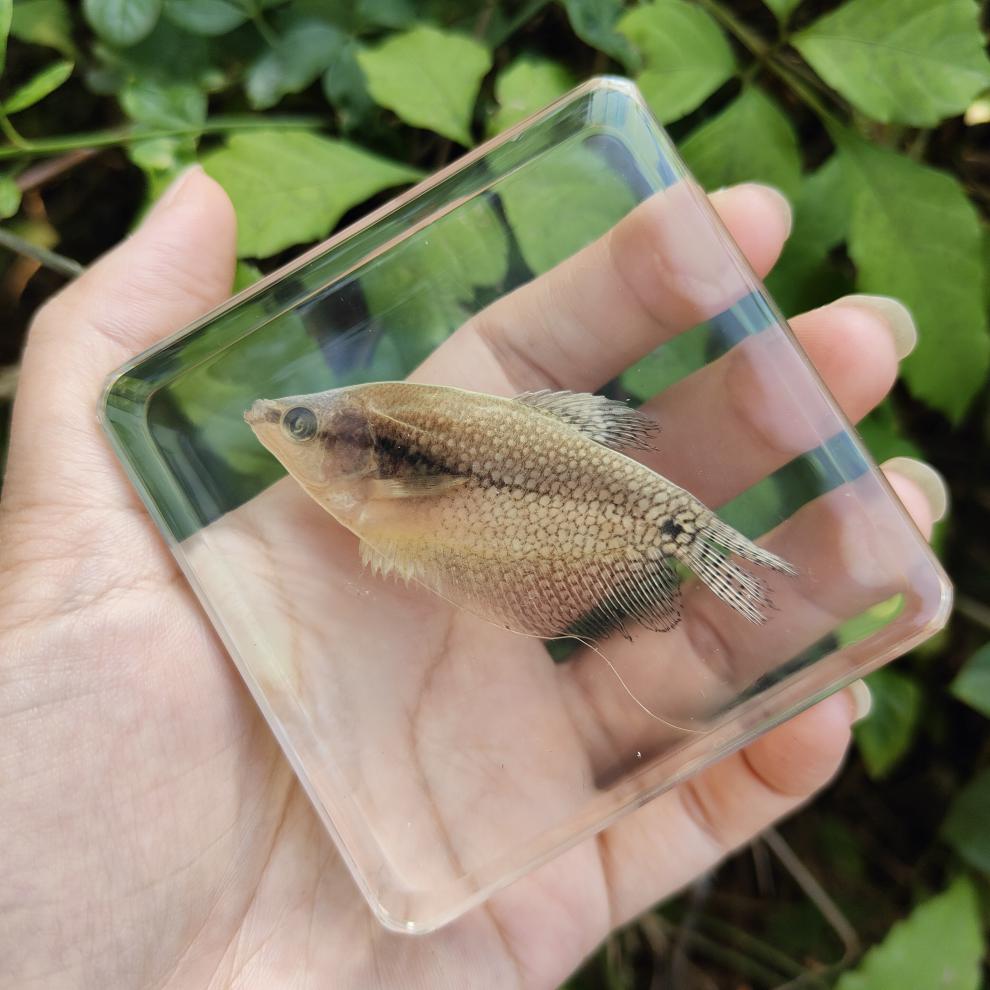 海底生物標本真實海洋生物樹脂魚類章魚烏賊烏龜寄居蟹蝦螃蟹海星蝴蝶