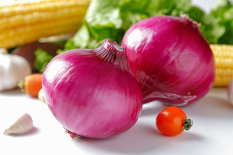 菜友洋葱种子红皮洋葱种子 农家菜园花盆四季种植红皮洋葱 蔬菜种子