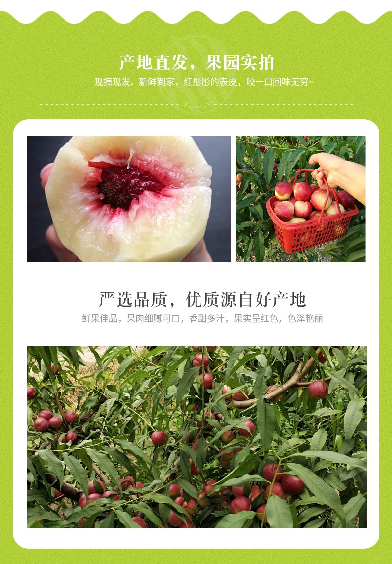 顺丰速发 现货枣味珍珠小油桃新鲜应季孕妇水果离核纯甜顺丰5斤枣蜜桃