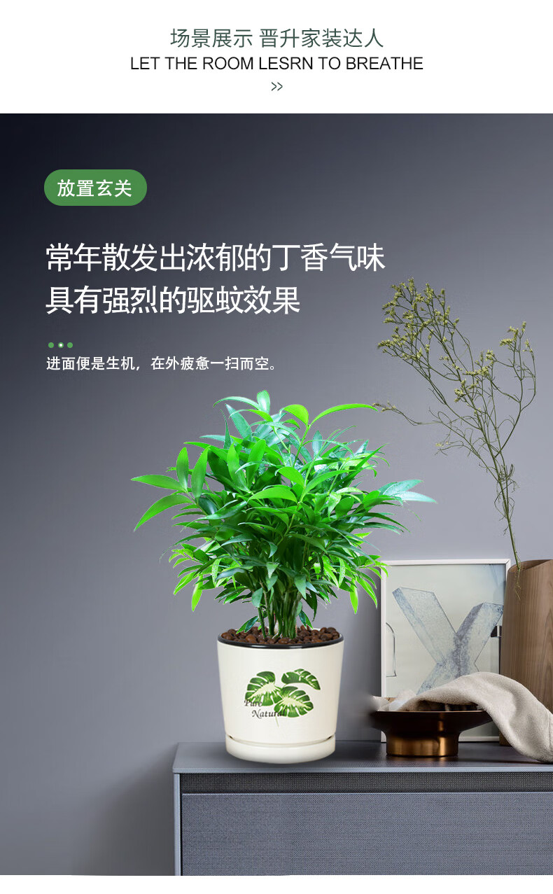 竹柏盆栽室内驱蚊植物平安竹清香绿植驱虫净化空气好养长寿竹树苗好养