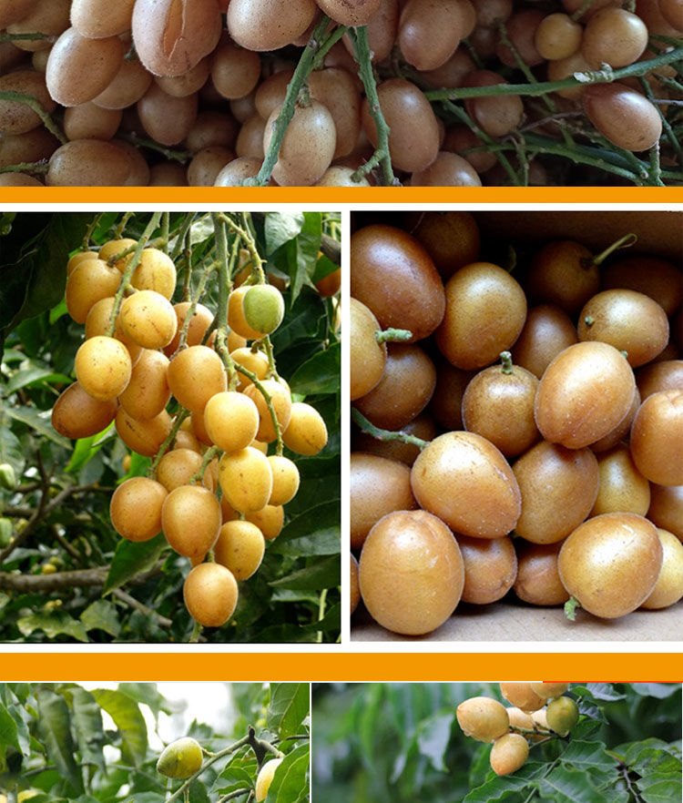 新鲜黄皮果现摘广西广东土特产鸡心冰糖当季酸甜水果 【无籽黄皮果】5