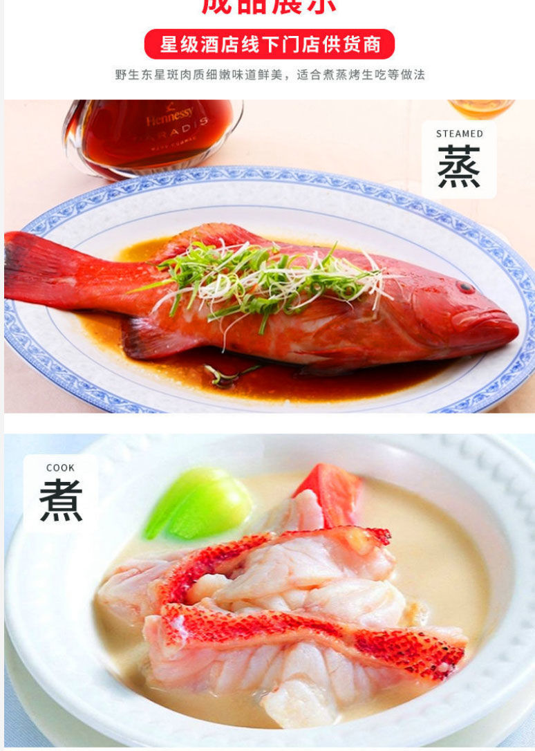 新鲜东星斑石斑鱼鲜活速冻燕尾斑深海瓜子斑海鲜水产批发海鱼红斑斓维