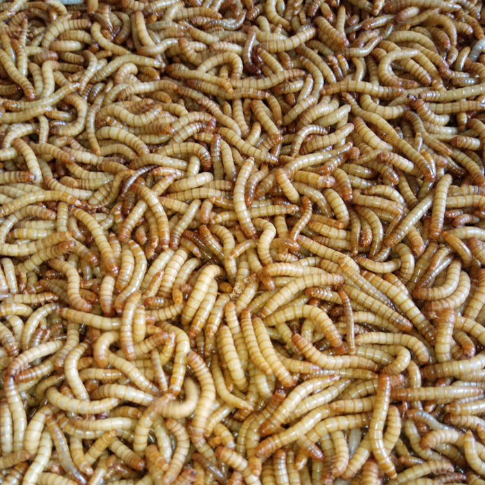 面包虫活体黄粉虫活虫鹦鹉鱼乌龟金龙鱼画眉鸟石蛙饲料一斤虫2cm镊子1