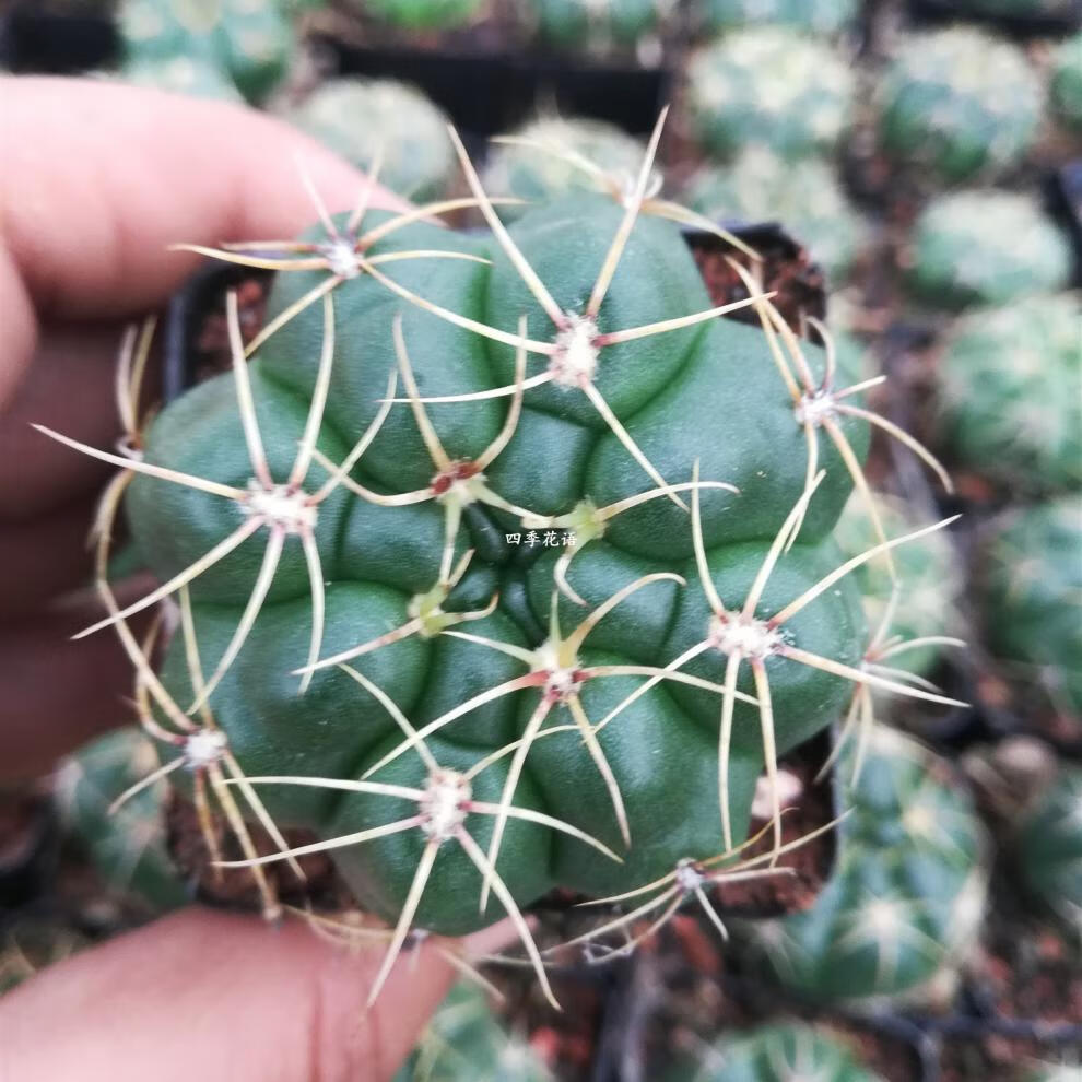 实生海王仙人球 开花仙人球 可以开红花海王 开白色花海王 品种球 实