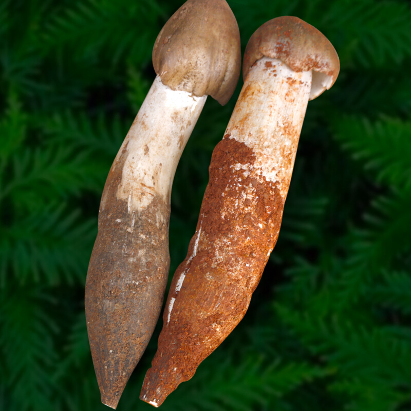 鸡枞菌新鲜荔枝菌云南特产鸡腿菇火把鸡棕山珍非黑皮鸡枞磨菇500g 100