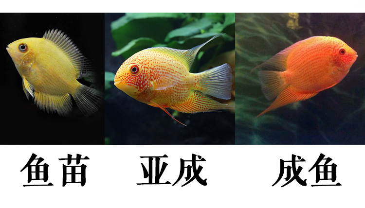 荣郁 金菠萝喷点菠萝鱼 热带鱼活体 水族宠物鱼淡水鱼中型鱼 活体鱼苗
