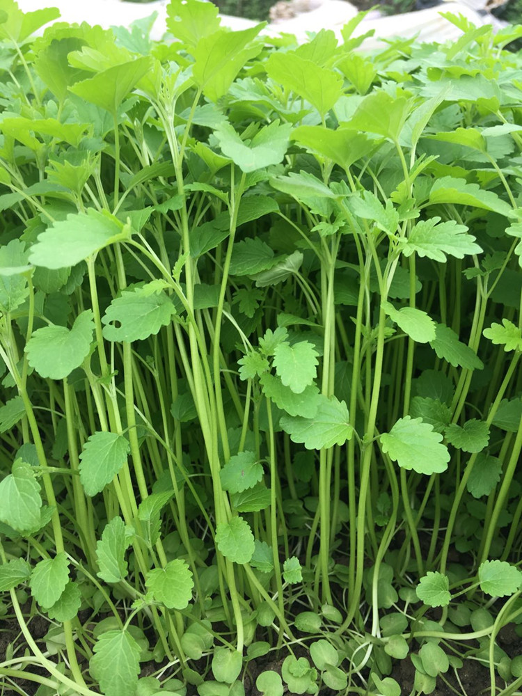 益母草種籽種子陽臺盆栽種植野生食用苗四季春夏播蔬菜阿芹益母草種子