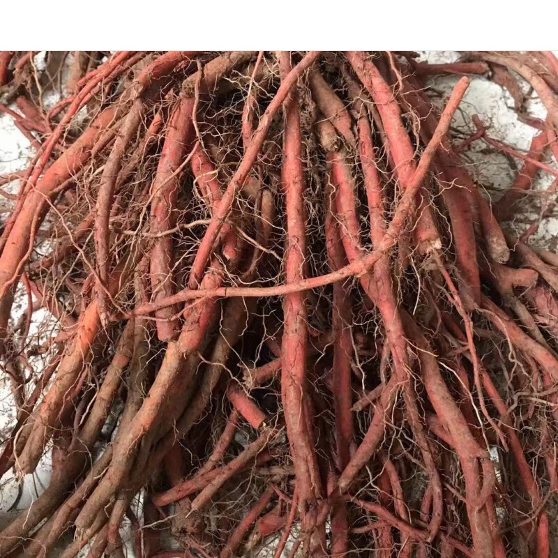 伟博 新鲜野生丹参新货现挖湿丹参紫花赤参整条血参根茶 2斤鲜丹参