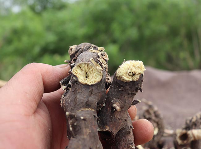 东北升麻野外生窟窿芽根苦老芽根升麻粉鬼脸升麻500g中药原材 杞里香