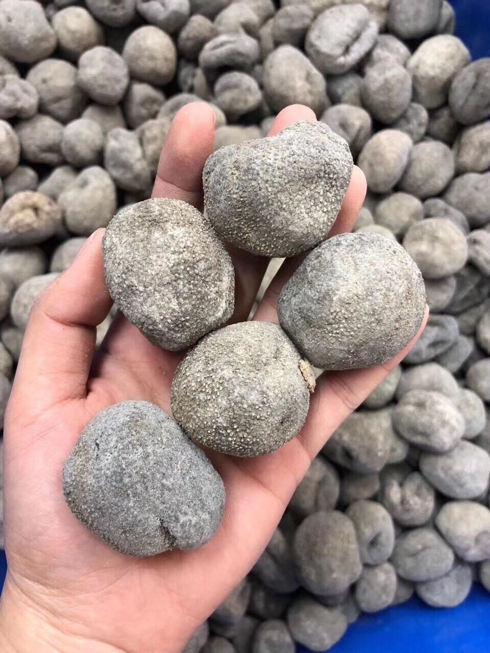 亏本卖啦天然海参干货越南淡干珍珠球参乌元球参干货酒店食用材料2070