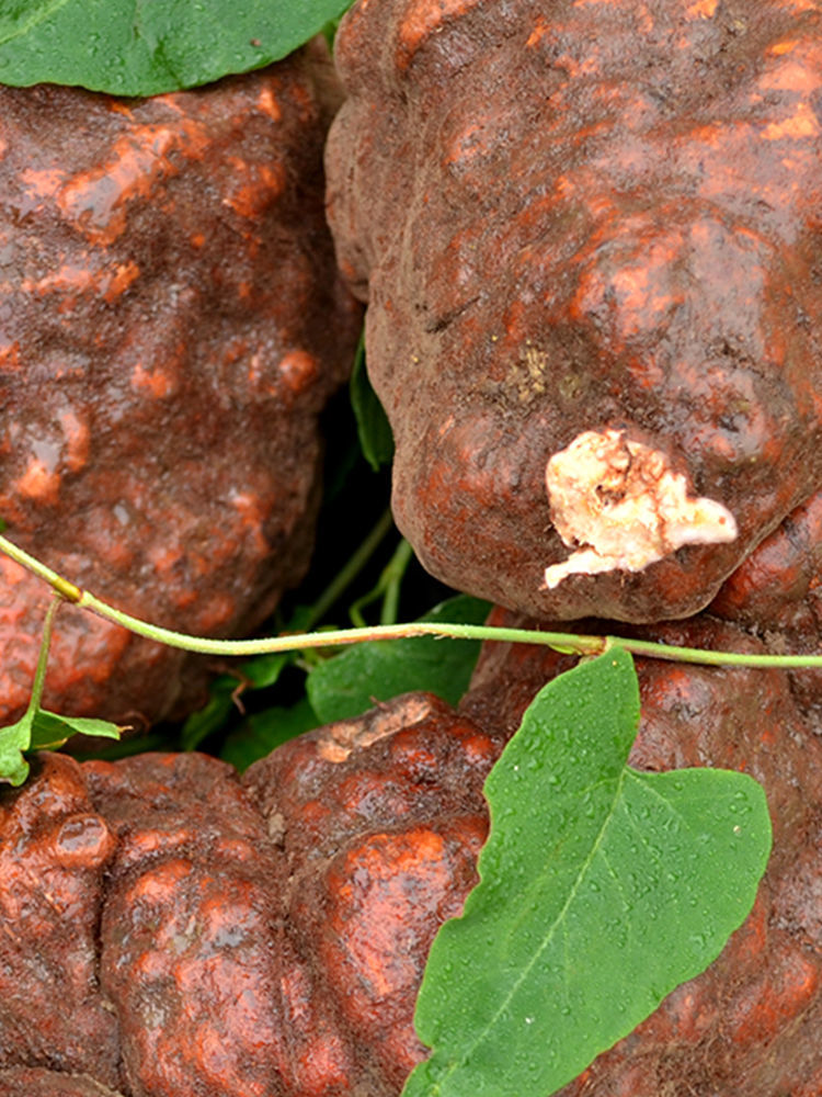 【亏本卖3天】何首乌伏牛山野生何首乌新鲜中药材新鲜何首乌纯野生可