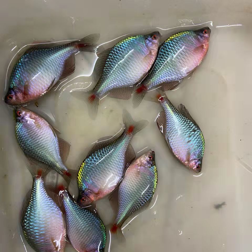 空梦群游鱼七彩高体鳑鲏精选成鱼冷水观赏鱼淡水好养耐活原生除藻小鱼