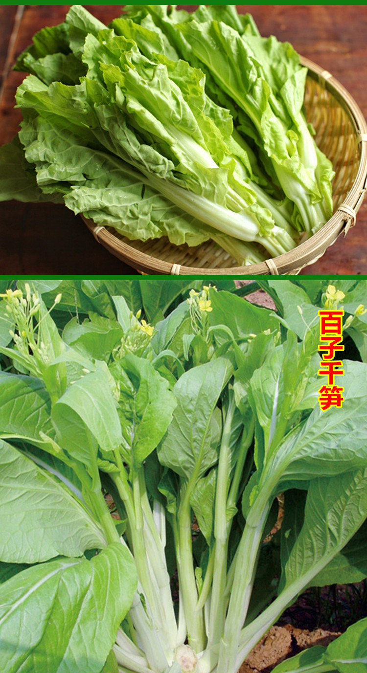 菜薹種子大全白菜薹種籽廣東柳葉菜心青菜大田菜園秋冬季蔬菜種都高科