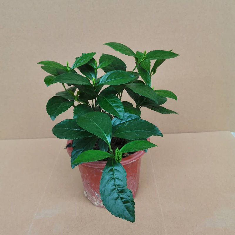 金粟兰鱼子兰鸡爪兰花香叶绿 姿态优美庭院阳台盆栽 珠兰8-10分枝(2棵