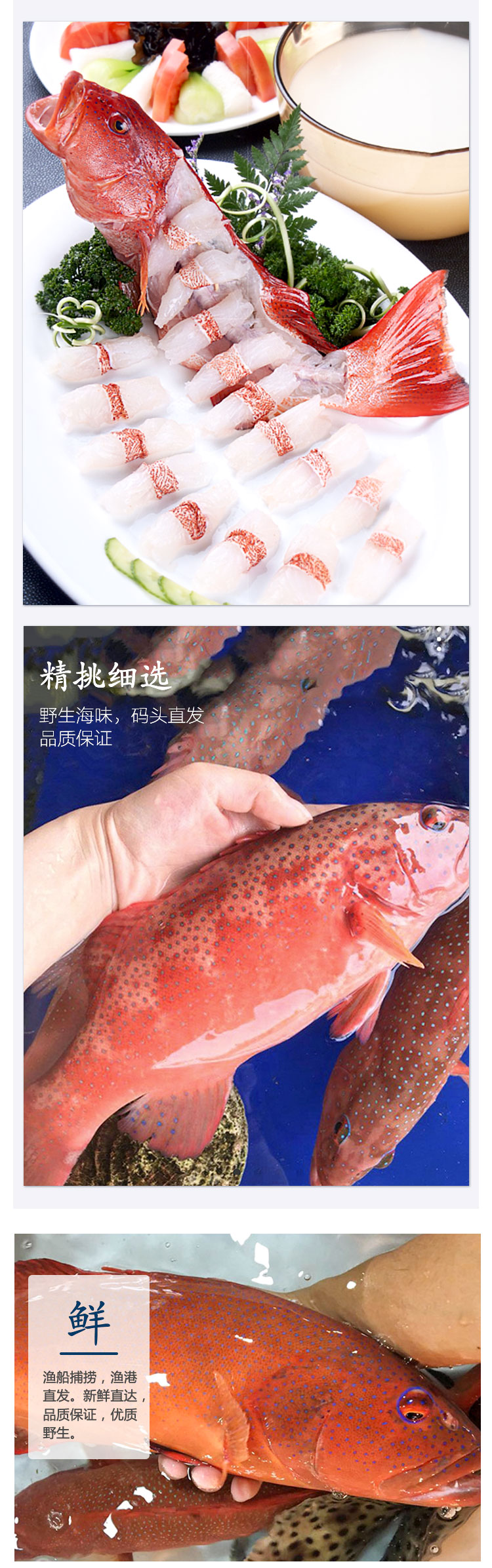 銘心順豐冷鏈現捕新鮮東星斑石斑魚鮮活燕尾斑深海海魚瓜子斑海鮮水產