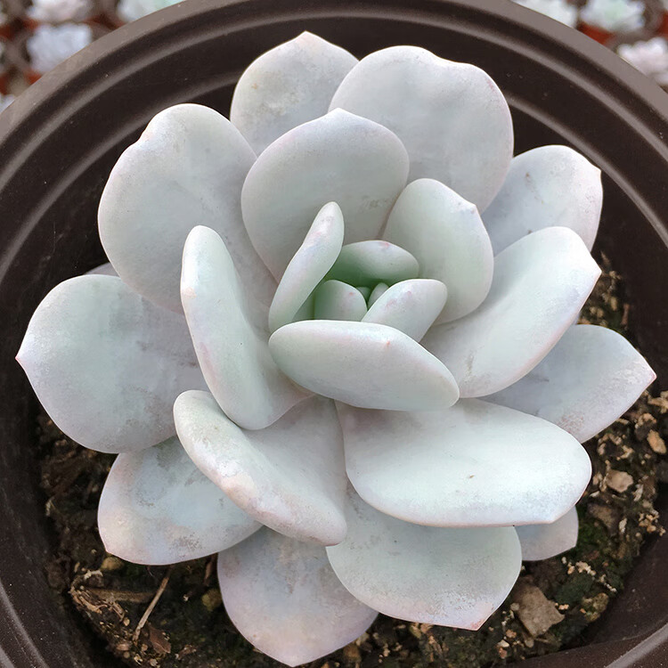 雪莲多肉植物大粉雪莲多肉老桩雪莲实生单头多粉厚稀有名贵20267小球