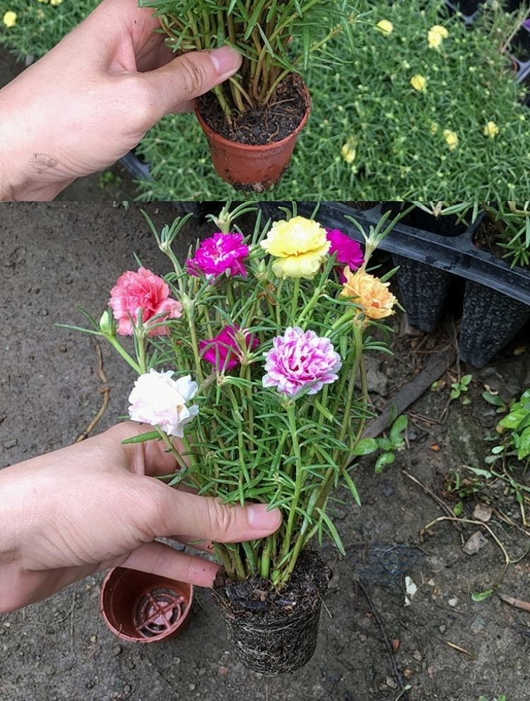 7抢50枝重瓣太阳花苗带花苞盆栽室内阳台庭院四季开花宿根植物 【带根