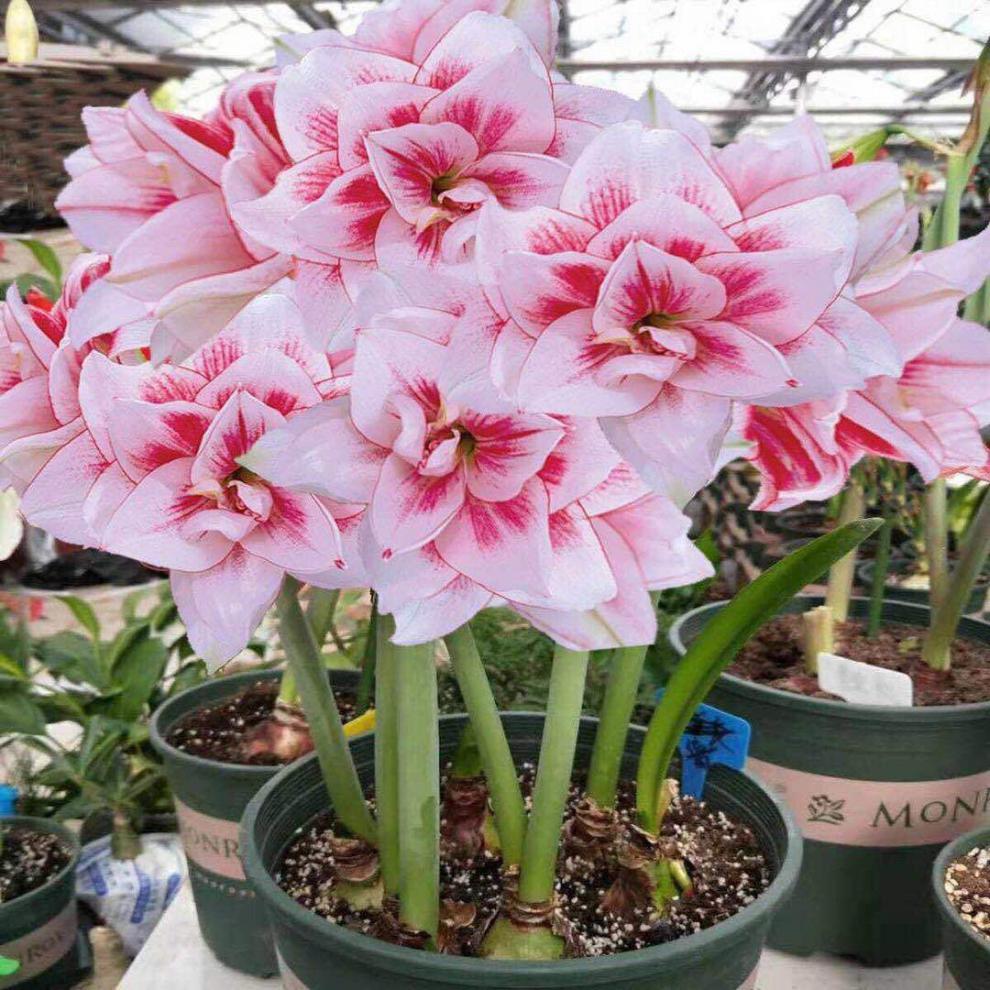 【开花不断】荷兰进口重瓣朱顶红四季开花植物室内盆栽浓香花卉 苹果