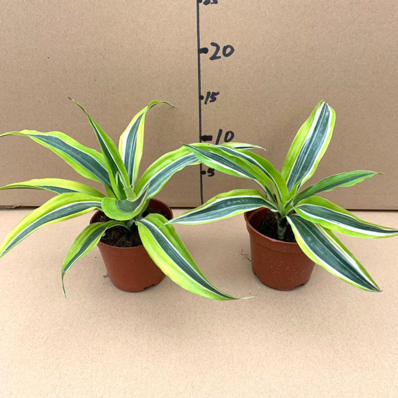 金边铁巴西美人小盆栽室内绿植办公客厅净化空气四季常青耐摆广州