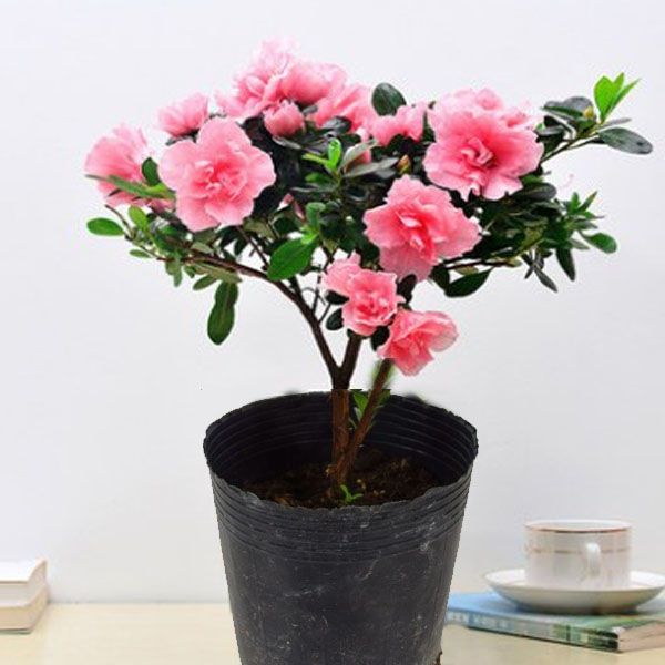 精选绿植四季开花杜鹃花苗盆栽花卉植物室内客厅阳台绿植物盆景易养活