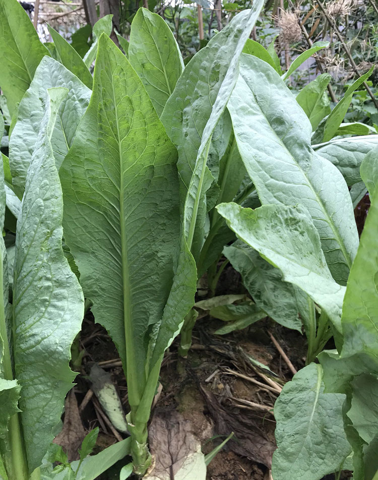 正宗高州甜唛菜种子甜麦菜种籽苦麦菜种唛菜籽高州唛菜特色软嫩爽