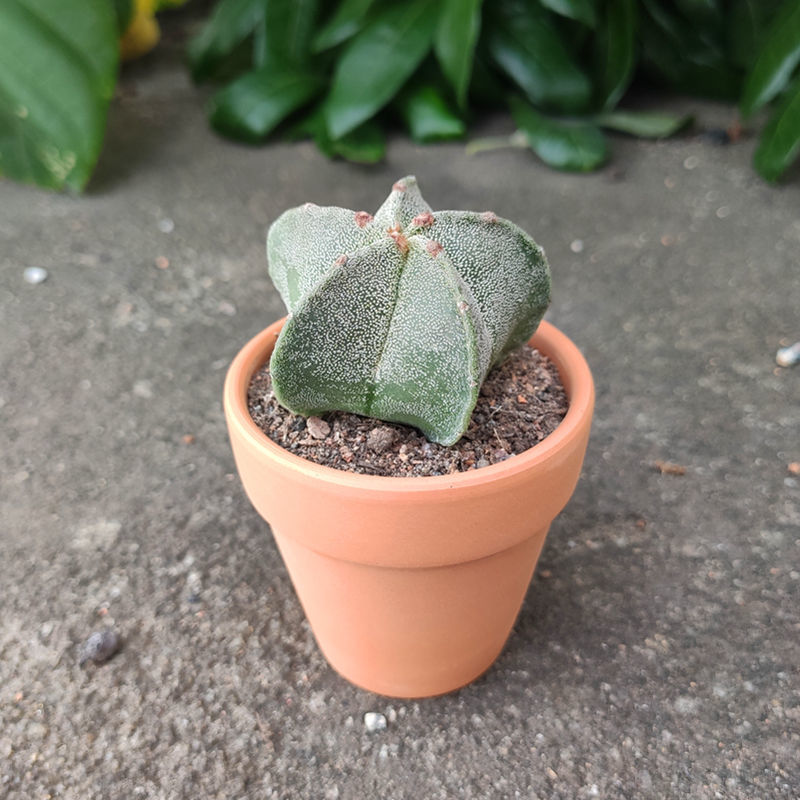 【现货现发】【带盆栽好】幸运星多肉植物仙人球好运办公室内桌面绿植