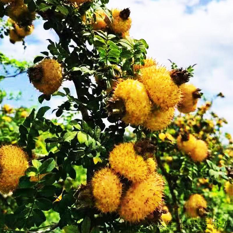 2021贵州特产刺梨鲜果农家新鲜现摘山果孕妇宝宝辅食水果5斤 可作榨汁