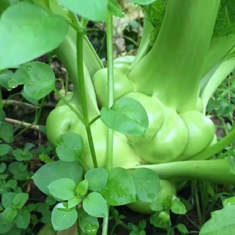 四川榨菜头新鲜蔬菜羊角菜10斤农家自种新鲜青菜头菱角菜1斤现发新鲜