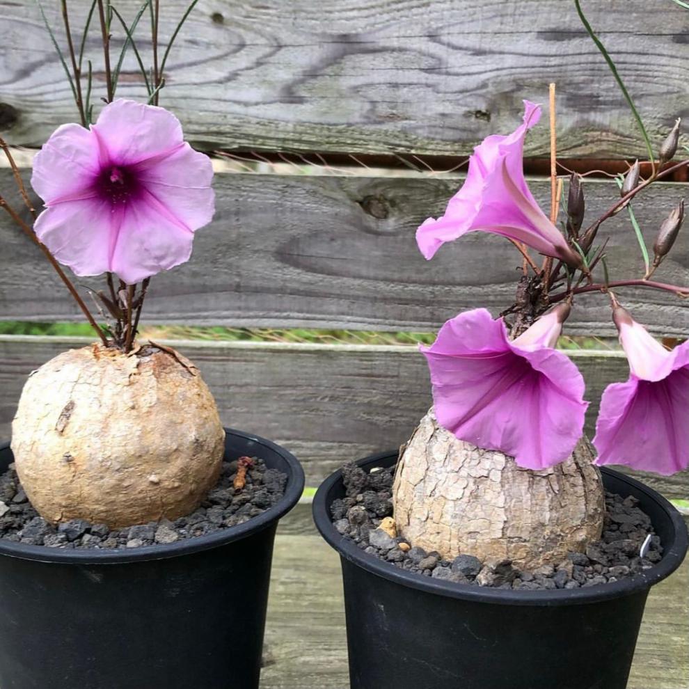 何鲁牵牛 非布鲁 块根植物 粉色花 一物一拍 何鲁牵牛11.