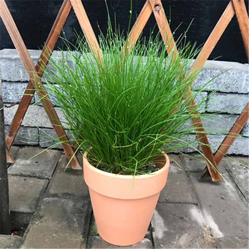 灯心草苗水葱草灯芯草苗盆栽植物野生龙须草苗z2 状苗5-10株 不含盆