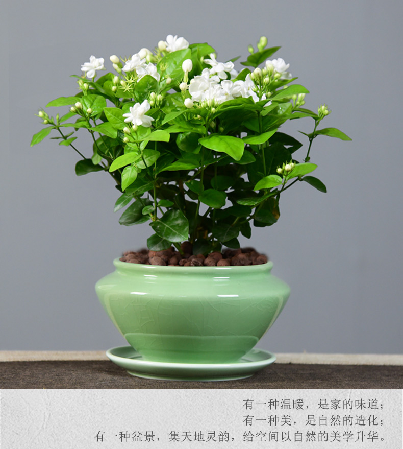 大茉莉花盆栽室内花卉观花盆景植物浓香带花苞绿植四季开花中盆上选绣
