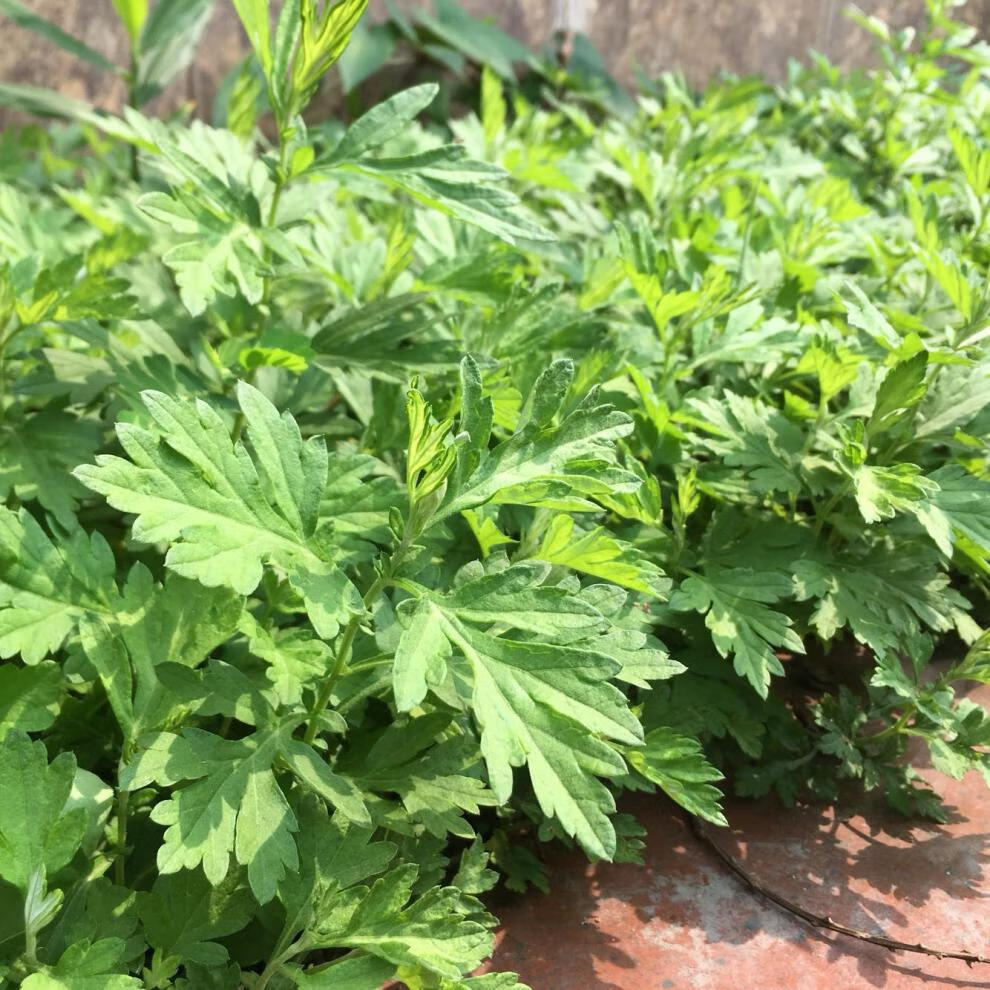 驱蚊蕲艾草苗艾蒿苗盆栽野生青团艾叶种植苗泡脚 艾草苗 青团 艾蒿苗