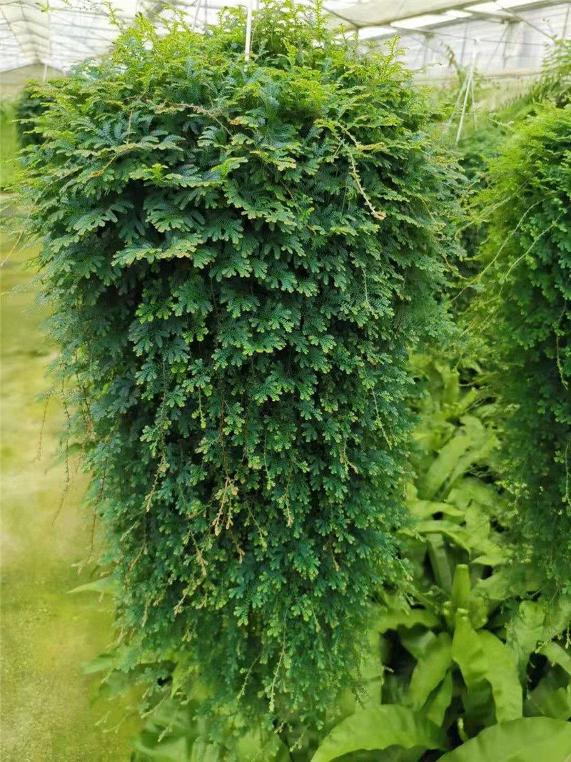 变色龙盆栽吊兰翠云草植物办公室内美化环境易养活变色龙超长款带盆栽