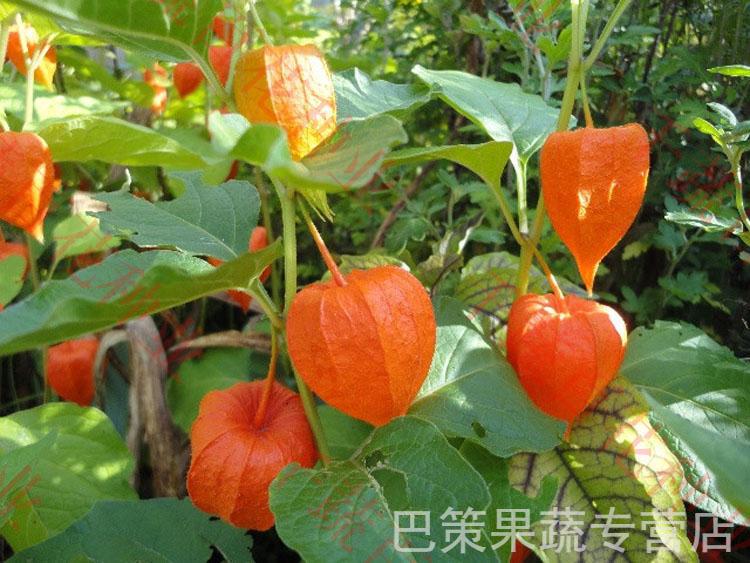 (2021新果)2斤裝 東北長白山紅姑娘鮮果燈籠果錦燈籠紅菇娘掛金燈【圖