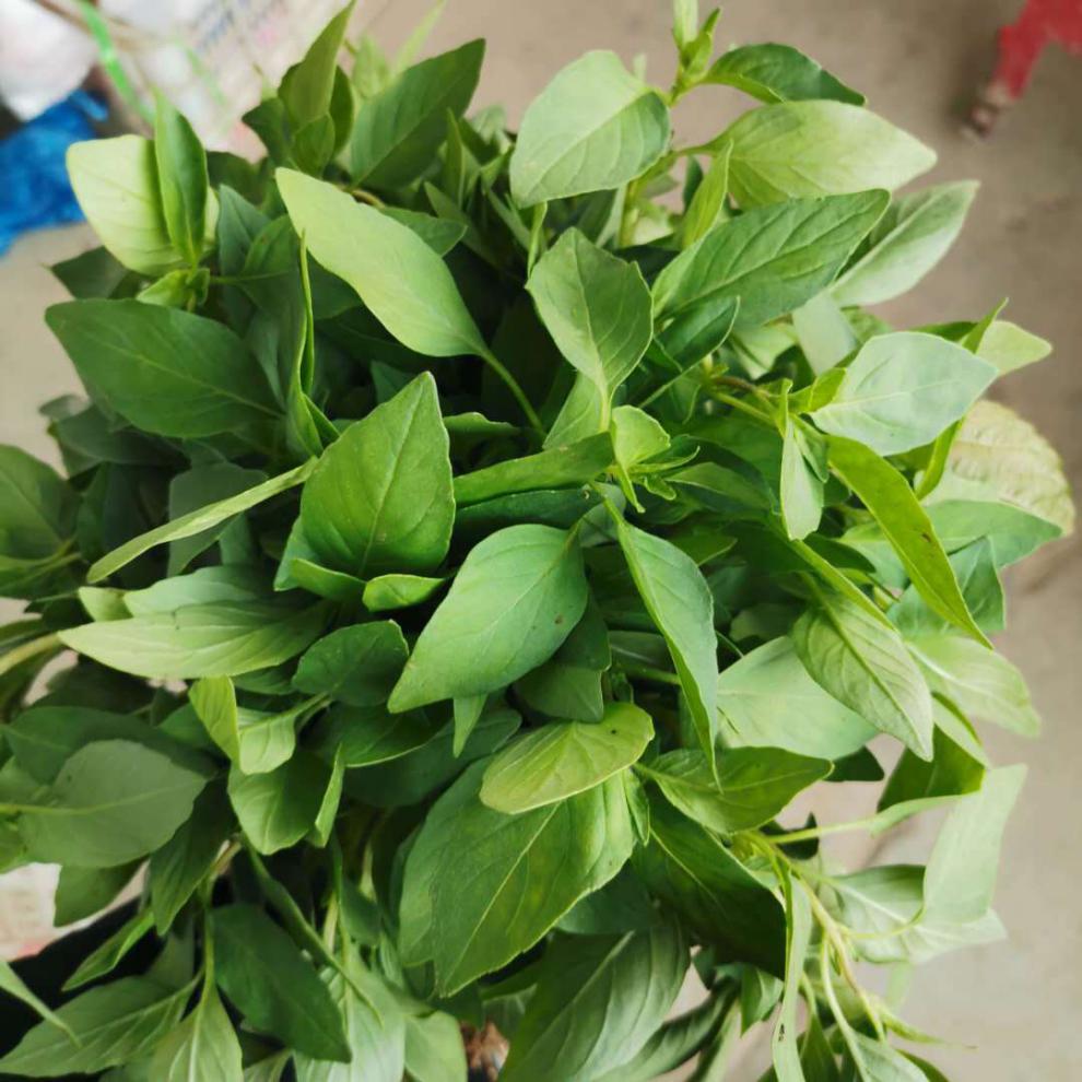 河南大叶荆芥菜新鲜荆芥带根新鲜蔬菜调味菜凉拌菜新鲜一斤装