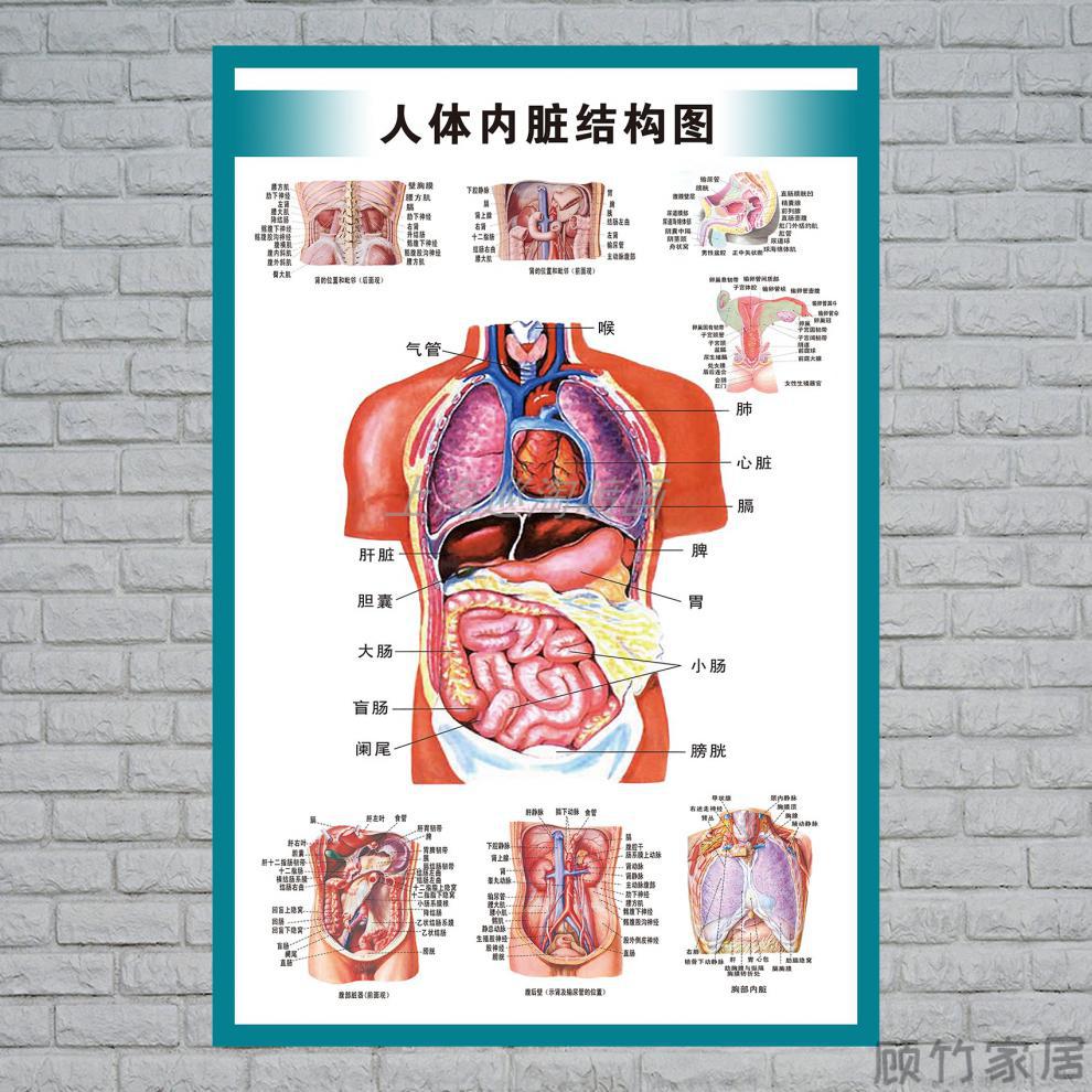 左腹部器官分布图图片