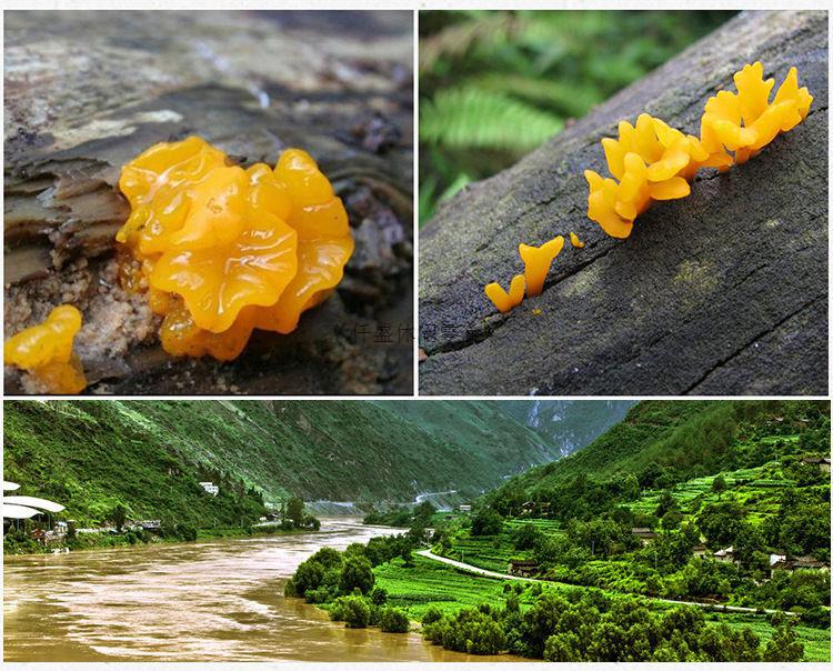 云南野生金耳菌干货黄金耳正宗金木耳银耳新鲜干金耳丽江特产胶质