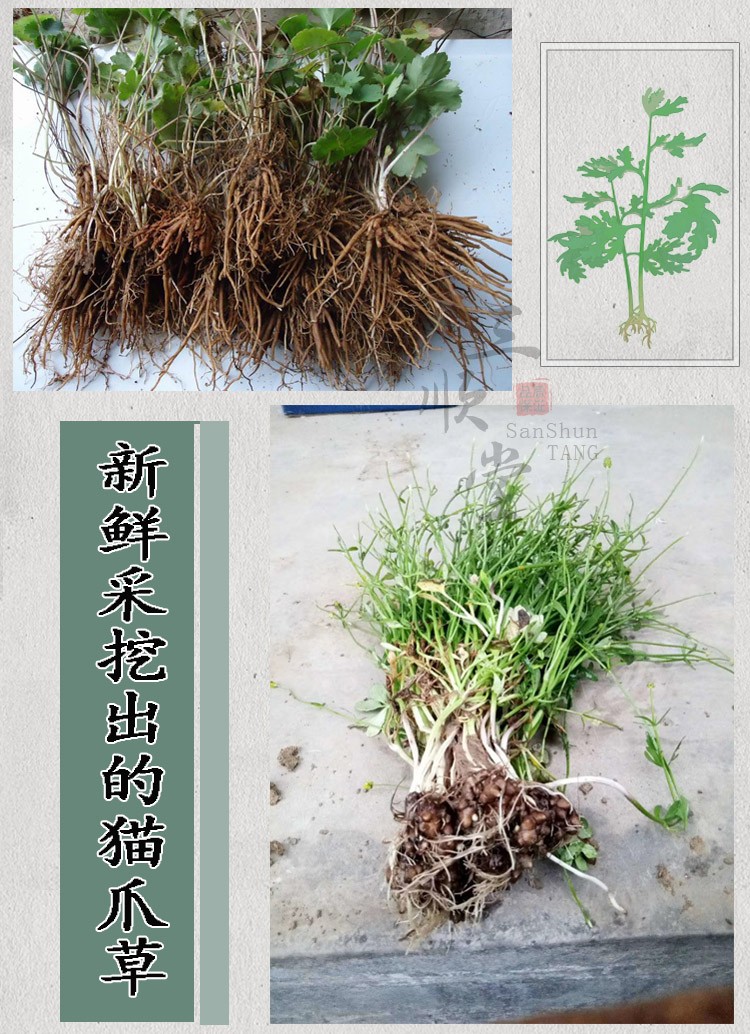 【官方旗舰】猫爪草新货 猫抓草散结中药材猫瓜草淋巴500g克 图片色