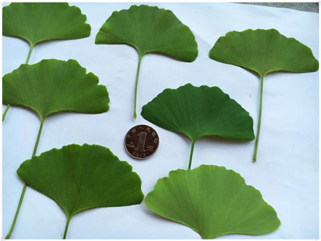 银杏叶花束黄色子落叶枯叶植物标本干花材包手工押花压花教学摄影 一