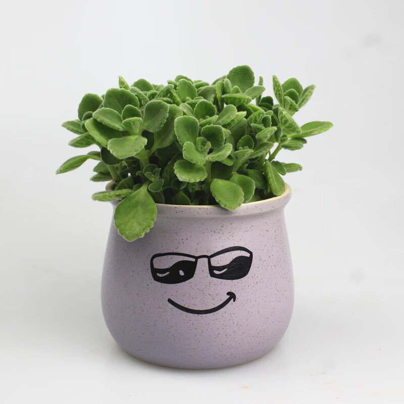 一抹香盆栽室内碰碰香多肉植物带盆d7紫色笑脸碰碰香含盆